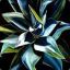 YuCCa