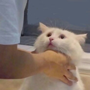 旋风鼠鼠土豆泥