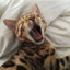 PREDATORe