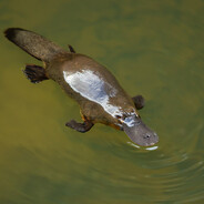 platypus Steam avatar