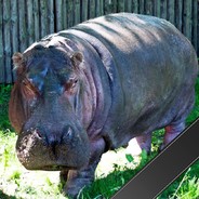 Hippo