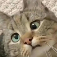 求求你不要爆我头