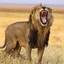 i am the lion ...