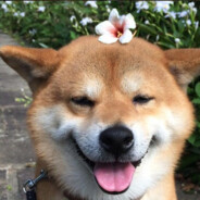 มาสัวอังเฟ