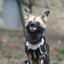 DogDoesBite