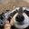 bandit