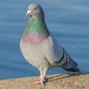 pigeon_killer