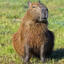 the Capibara