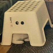 爱哭的派大星？！