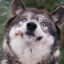 LioWolf