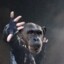 Chimpancipo