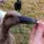 Goose