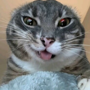 VlaSer