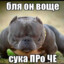 анна асти