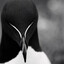 Razorbill