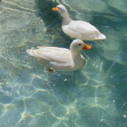 多洛莉丝的午后仙境