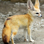 Вечный Новичок