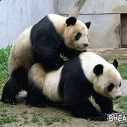 Cyto - steam id 76561197961366331