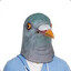 Lord Pigeon