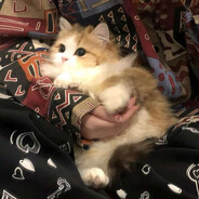 辣子鸡