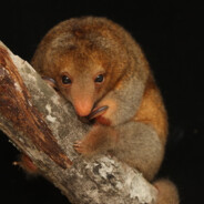 Dwarf Anteater