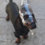 PERROMASKARA