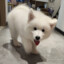 小狗