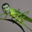 УЗБЕЧИК