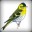 Siskin