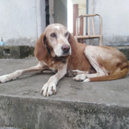 宇伟家的老母狗