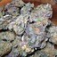 Purple Kush