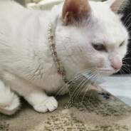 瓦罗兰大陆璃月呀哈哈