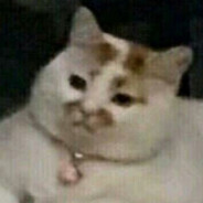 日常犯二的蠢猫