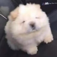 MashedPotato