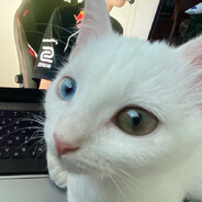 CAT FLESHKA