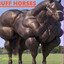 buff horse