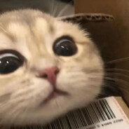 小猫偷袭珍珠港