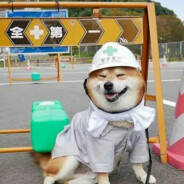 一只快乐的小柴000