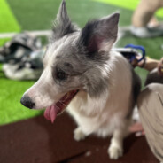 抗日老兵  孙建国