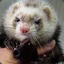 PhattFerret