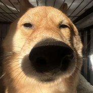 鼻屎拌饭加个蛋