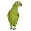 PIRIQUITO