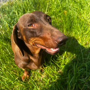 Dákó Dénes avatar