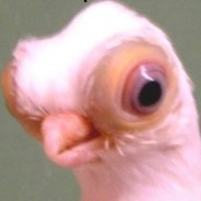 Florsten avatar