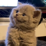 ayşa Steam avatar