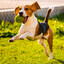 MAD^-_-^DOG