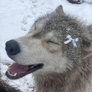 angle's avatar