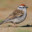 chipping sparrow