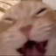 Cycki