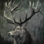 BlackStag|